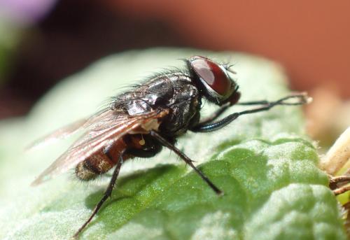 Réf. 276 105 : Musca sp.